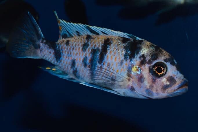 Maylandia zebra 'Chiteko'